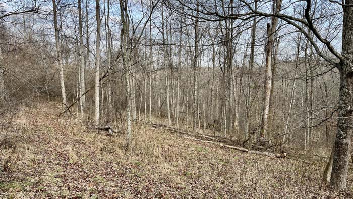 Blue painted property line marking