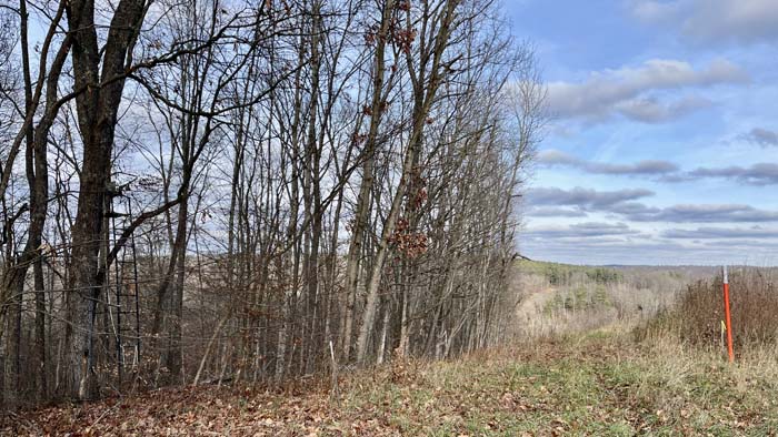 View of timber diversity across acreage