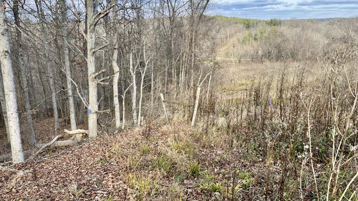 Scenic corridor between oak stands
