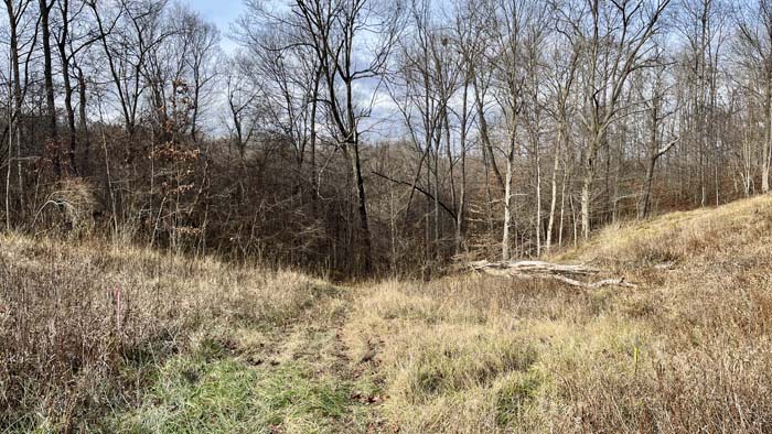 Trail cut through mixed hardwood timber