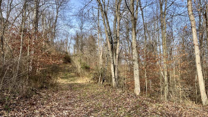 Creek flowing through wooded draw
