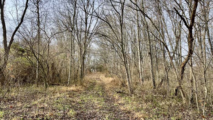 Forest floor with natural cover