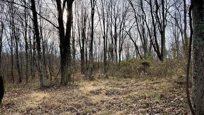 Open space near potential building site