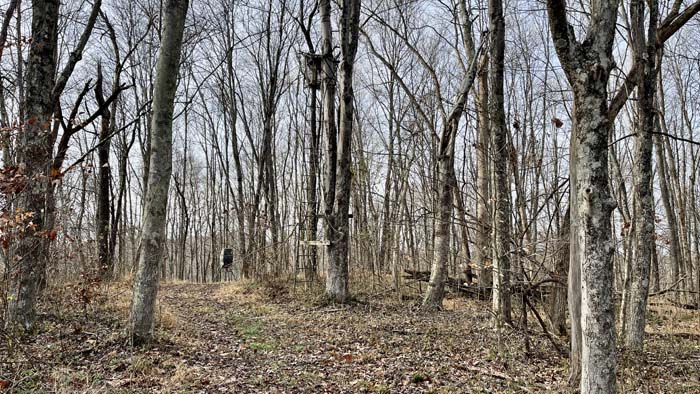 Managed habitat ideal for hunting