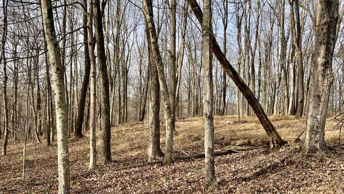 Trail access to remote corners of property