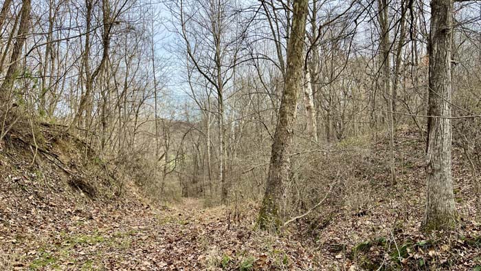 Pond edge with timber backdrop