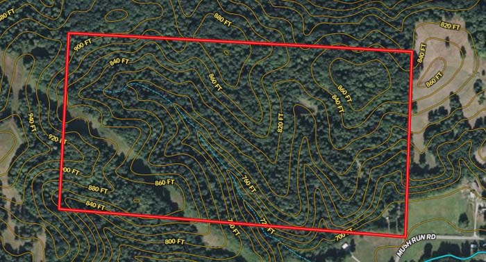Timber stand with mature oak canopy