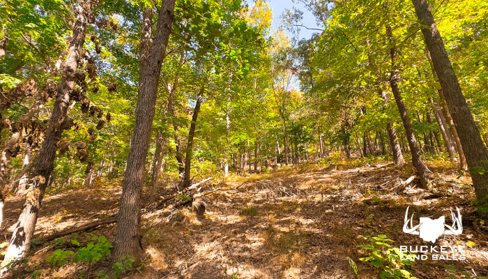 16932 State Route 335, Beaver, OH 45613 20+/- Acres