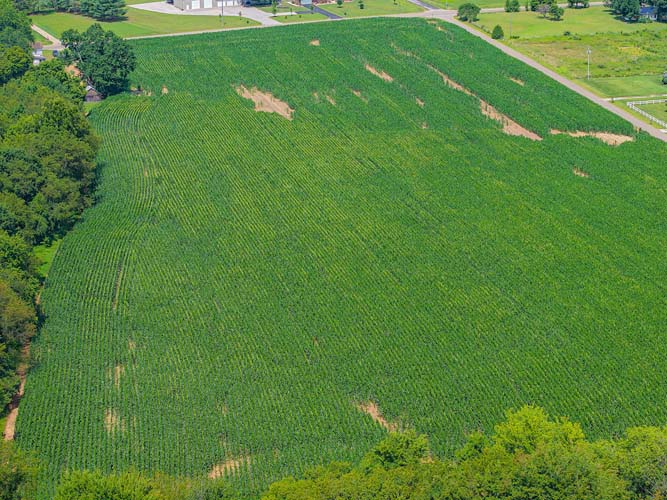 Farmland stretching to woods