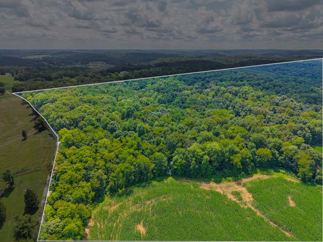 Deer and turkey habitat