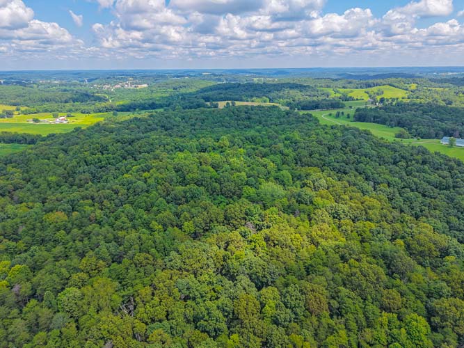 Wooded ridge line view