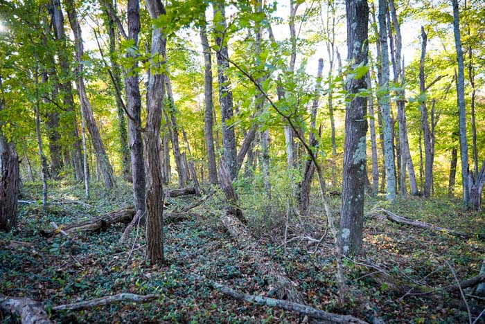 Farm road frontage State Route 325