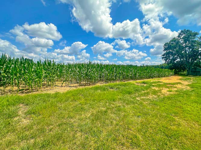 Woodland recreational area