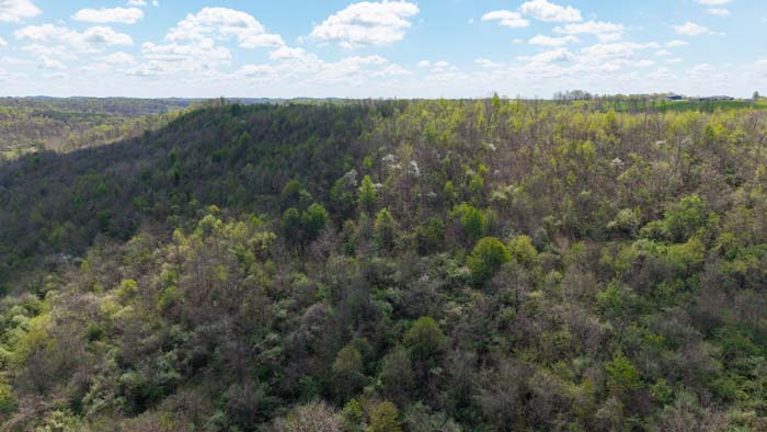 Food plot area on managed hunting land