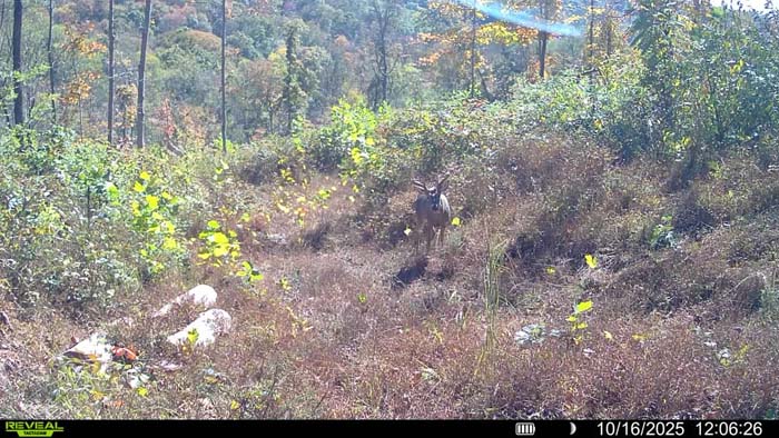Four-acre open field ideal for camper or hunting camp