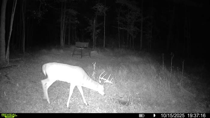 Elevated box blind set up for whitetail hunting