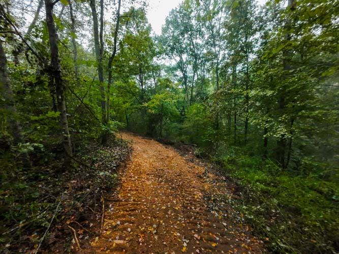 Established deer trails through oak and hickory woods