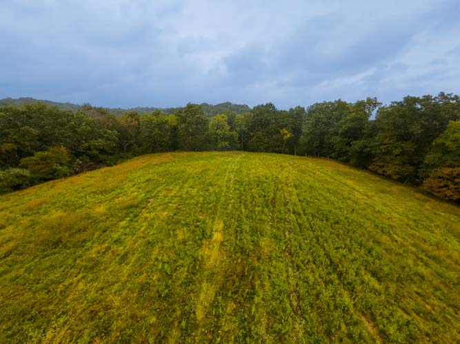 Parcel 2 mix of cover and open understory for wildlife