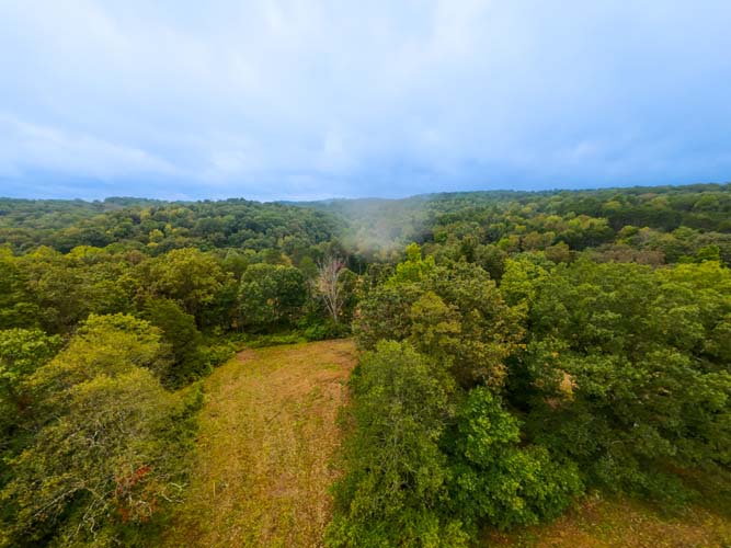 Hunting habitat and natural timber regeneration area