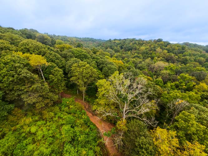 Trail cut through heavy foliage for recreation use