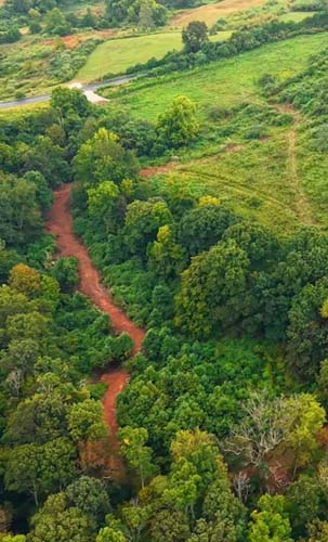 Dense timber cover suited for deer bedding zones