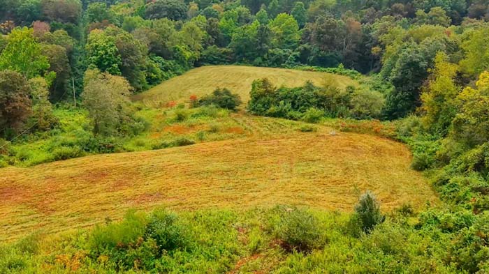 Timbered hunting tract with future build opportunity