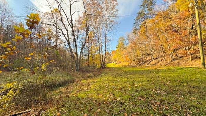 Thick wooded cover for wildlife habitat