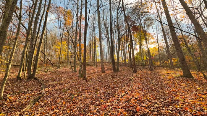 Wooded hillside above open terrain