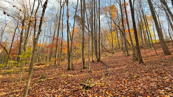 Quiet dead end road leading to Bliss Road property