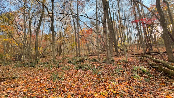 Wildlife friendly terrain with mixed cover