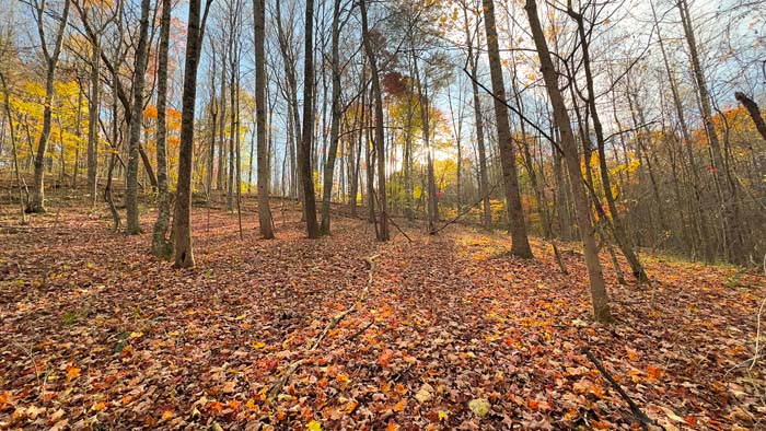 Wooded hillside on 24 acre Bliss Road tract
