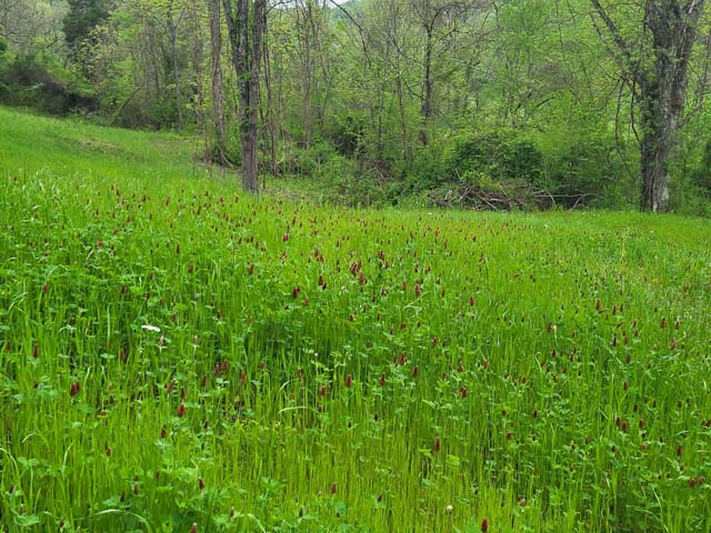 remote trail winding through hardwood forest in Gallia County
