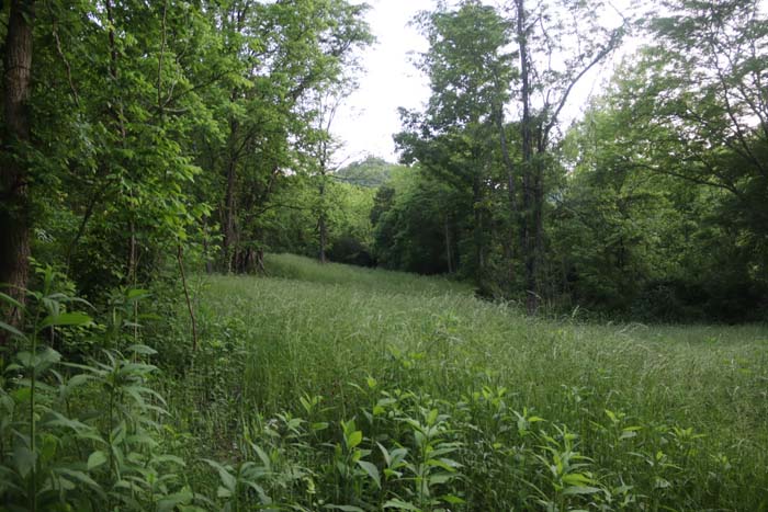 well-used deer trail through thick white oak cover