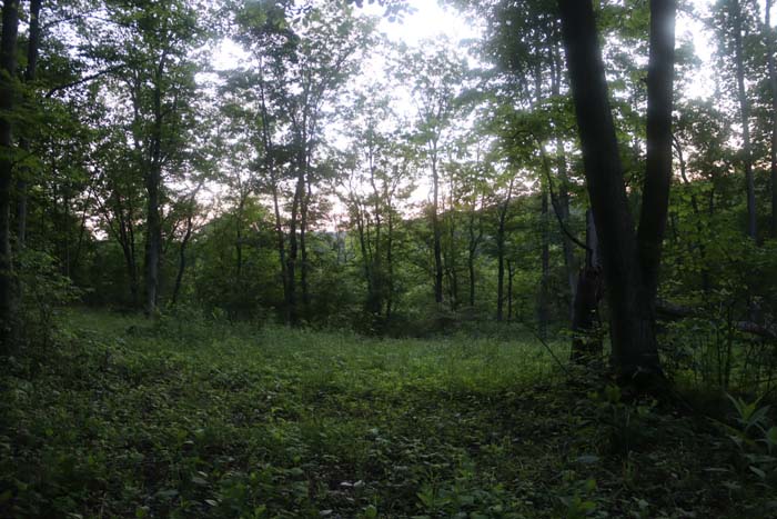 timber stand with select-cut potential in Southeastern Ohio
