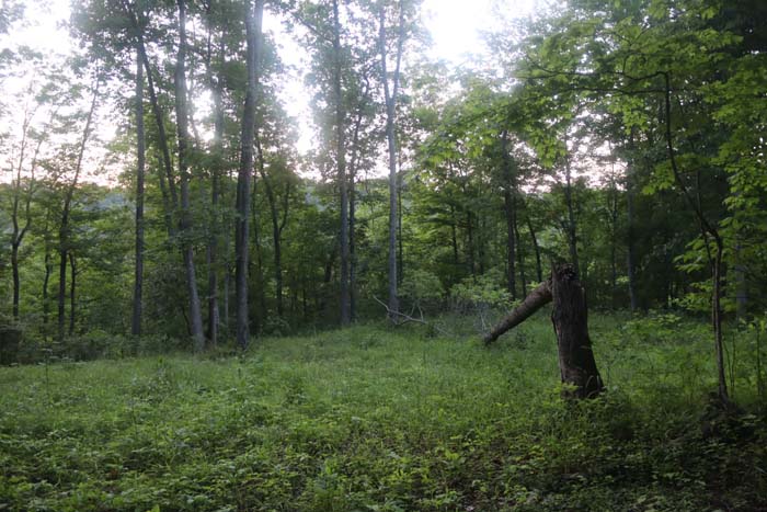 strategic water hole location for whitetail and wildlife use