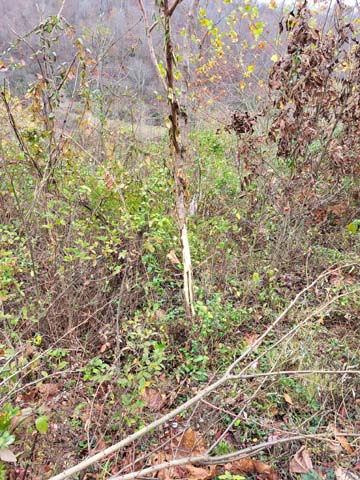 clearing near pole barn ideal for camper or future build site