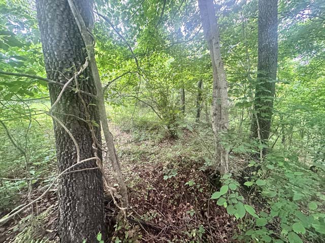 hunter access trail heading into mature timber stand