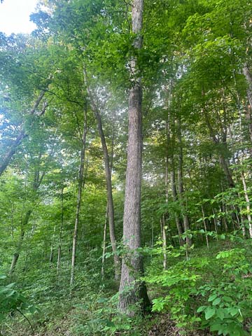 deer scrape and rub activity near natural bedding funnel