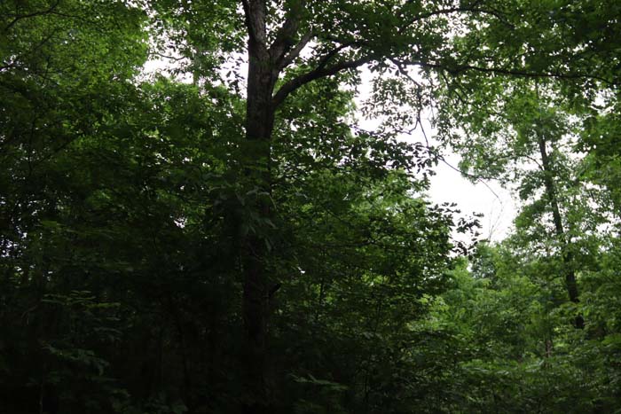 white oak acorns covering forest floor, attracting deer