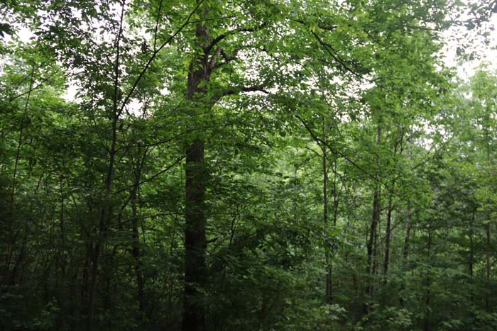trail camera mount area and wildlife monitoring point