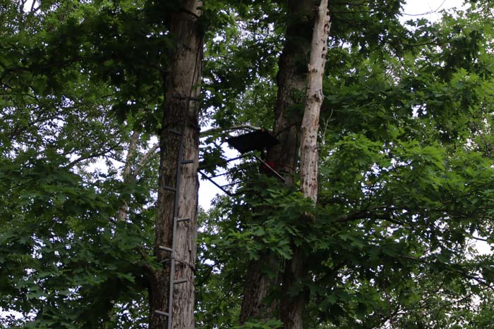 oak-dominated hillside known for mature buck movement