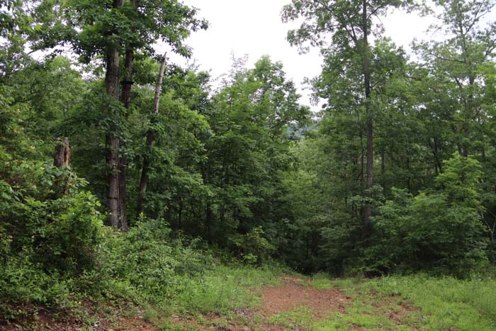 elevated trail camera view overlooking food plot and edge habitat