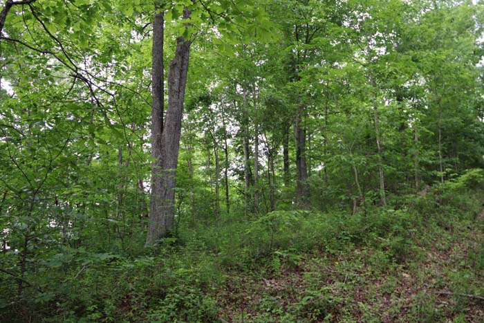 shade trees and road access in front parcel area