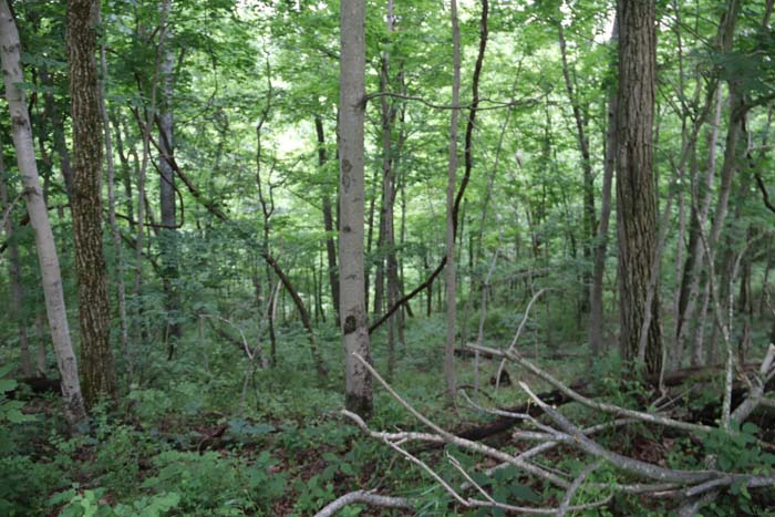 rock outcroppings providing edge habitat and buck bedding