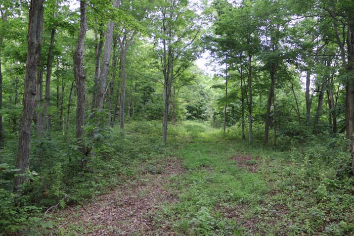 cleared path through hardwood mix and native forage