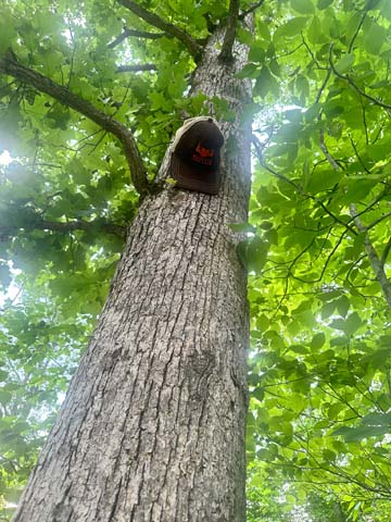 whitetail rubs on mature trees along the ridge