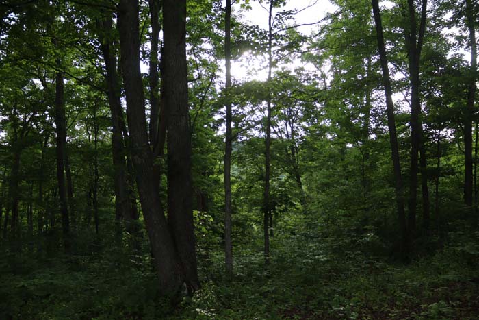 view of access road and trailhead into wooded valley