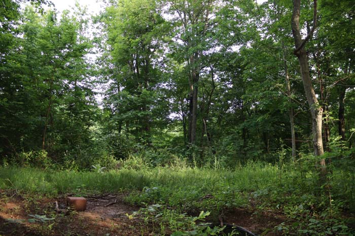 natural water source within timbered bottomland habitat