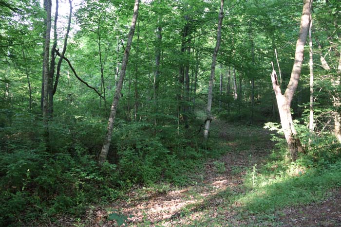 sunlight through hardwoods on ridge top in Gallia County