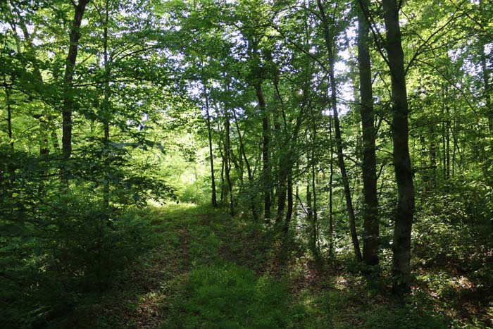 oak and hickory forest on slope with game trail